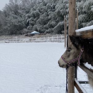 2025.01.09　雪、積もりました(#^.^#)